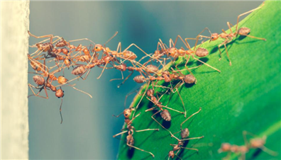 Çeviklik Bireysel mi Kurumsal mı Olmalı?