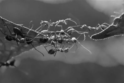 Kurum Kültürünüz Yeterince Çevik mi?