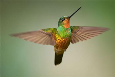 Çevik Bir Şirket Olmak Neden Bu Kadar Zor?